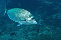 Diplodus puntazzo. Sar à museau pointu. Diplodus puntazzo.  Parc National des Calanques. 