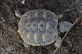 Testudo hermanni. Tortue d'Hermann. Testudo hermanni. Parc National des Calanques. 