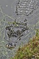 Melanosuchus niger. Caïman noir. Melanosuchus niger. Guyane française. 