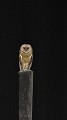 Tyto alba. Effraie des clochers. Tyto alba. Guyane française. 