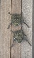 Rhynchonycteris naso. Chauve souris à long nez. Rhynchonycteris naso. Guyane française. 