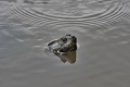 Podocnemis expansa. Enorme tortue d'eau qui peut mesurer jusqu'à 1 mètre de longueur pour un poids qui avoisine les 90 kg. Podocnemis expansa. Enorme tortue d'eau. Guyane française. 