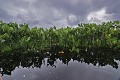  Marais de kaw. Guyane française. 