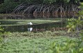 Ardea alba. Grande aigrette. Ardea alba. Marais de Kaw. Guyane française. 