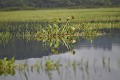 Marais de Kaw. Guyane française. 