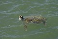 Chelonia mydas. Tortue verte. Chelonia mydas. 