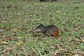 Dasyprocta agouti. Agouti. Dasyprocta agouti. 