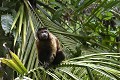 Sapajou apelle. Capucin à houppe noire. Cebus apella. Sapajou apelle. Capucin à houppe noire. Cebus apella. Guyane française. 