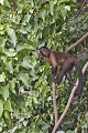 Cebus apella. Apelle. Cebus apella. Guyane française. Iles du Salut. 