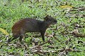 Dasyprocta agouti. Agouti. Dasyprocta agouti. Guyane française. 