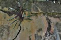 Les 3 îles du Salut totalisent une superficie de 62 ha. Depuis la fermeture des bagnes, la nature a lentement repris sa place. Ile Royale. Guyane française. Iles du Salut. 