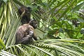 Cebus apella. Apelle. Cebus apella. Iles du Salut. Guyane française. 