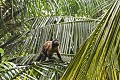 Cebus apella. Apelle. Cebus apella. Ile Royale. Iles du Salut. Guyane française. 