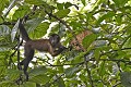 Cebus apella. Apelle. Cebus apella. Iles du Salut. Guyane française. 
