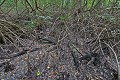  Mangrove. Guyane française. 