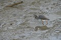 Egretta tricolor. Guyane française. Aigrette tricolore. Egretta tricolor. Guyane française 