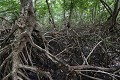  Mangrove. Guyane française. 
