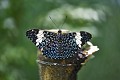 Hamadryas arinome. Craqueur turquoise. Hamadryas arinome. 