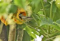 Thraupis palmarum. Tangara des palmiers. Thraupis palmarum. Guyane française. 