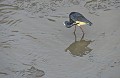 Egretta tricolor. Aigrette tricolore. Egretta tricolor. Guyane française. 