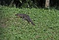 Tupinambis teguixin. Téju commun. Tupinambis teguixin. Guyane française
 