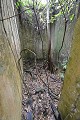 La nature est née et s'est installée entre ces murs où des hommes mouraient, soit par ignorance de leur souffrance, soit pour la dissimuler à jamais. Ile Saint Joseph. Iles du Salut. Guyane française. 