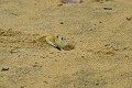 Ocypode. Ce petit crabe timide sera l'un des plus redoutables prédateurs pour les futures petites tortues qui tenteront à leur naissance de gagner la mer. Crabe fantôme. Ocypode. Guyane française. 