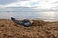 Dermochelys coriacea. Le travail pour la ponte dure 2 à 3 heures marquées de nombreux temps d'arrêt pour récupérer. Enorme effort dans un élément qui n'est pas le sien. Tortue Luth. Dermochelys coriacea. Guyane française. 