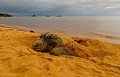 Dermochelys coracea. Au terme d'efforts considérables, elle pond de 60 à 100 œufs Tortue Luth. Dermochelys coracea. Guyane française. 