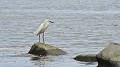 Egretta thula. Aigrette neigeuse. Egretta thula. Guyane française. 