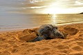 Dermochelys coriacea. L'incubation dure de 53 à 74 jours. Elle peut pondre plusieurs fois dans une année. Tortue Luth. Dermochelys coriacea. Guyane française. 