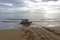 Dermochelys coriacea. Après avoir pondu et bien enterré ses œufs, elle regagne la haute mer. Tortue Luth. Dermochelys coriacea. Guyane française. 