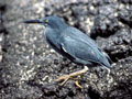 <b>Butoroïdes sundevalli.</b> Iles Galapagos. Un morceau de basalte posé sur de la lave, des gestes contrôlés, couleur "ton sur ton", il approche ainsi les crabes ou les petits poissons dans les marres au jusant. Homocromie. Héron des laves, échassier des îles Galapagos. 