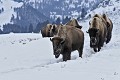 Bison bison. Bison. Parc National de Yellowstone. Parcs Nationaux U.S. 