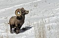 Ovis c. canadensis. Mouflon. Parc National de Yellowstone. 