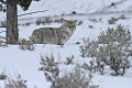 Canis latrans. Coyotte. Parc National de Yellowstone. 