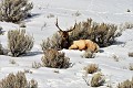 Cervus canadensis. Wapiti. Parc National de Yellowstone. 