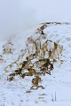 Mammoth Hot Springs. Parc National de Yellowstone 