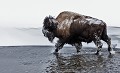 Bison bison. Bison. Parc National de Yellowstone 