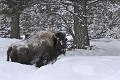 Bison bison Bison. Parc National de Yellowstone 
