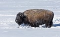 Bison bison Bison. Parc National de Yellowstone. 