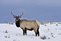 Cervus canadensis Wapiti. Cervus canadensis. parc National de Yellowstone. 