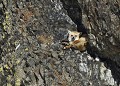 Vulpes vulpes renard roux. parc National de Yellowstone 
