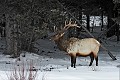Cervus canadensis Wapiti. Cervus canadensis. Parc National de Yellowstone 