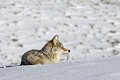 Canis latrans Coyotte. parc National de Yellowstone. 