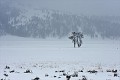  Parc National de Yellowstone 