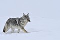 Canis latrans Coyotte. parc National de Yellowstone 
