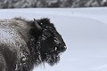  Bison. Parc National de Yellowstone 