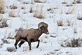 Ovis c. canadensis Mouflon. Parc National de Yellowstone 