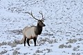 Cervus canadensis Wapiti. Parc National de Yellowstone 